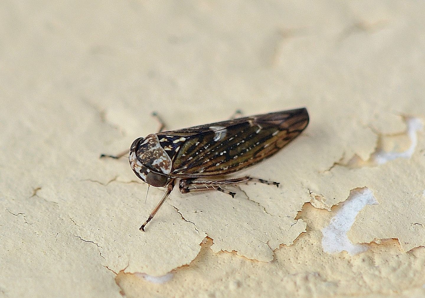 Cicadellidae:   Acericerus heydenii