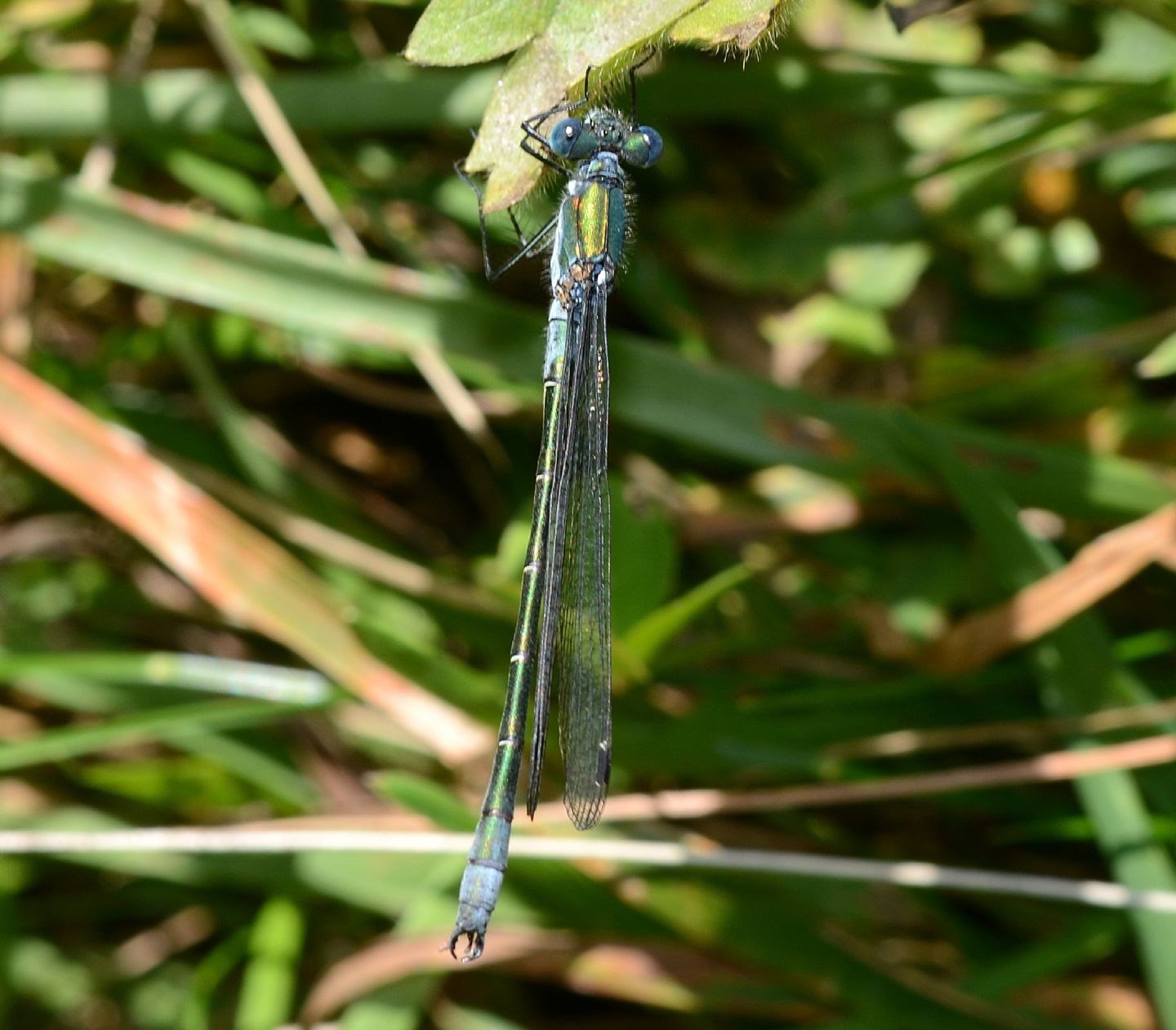 Lestidae da id: Lestes dryas