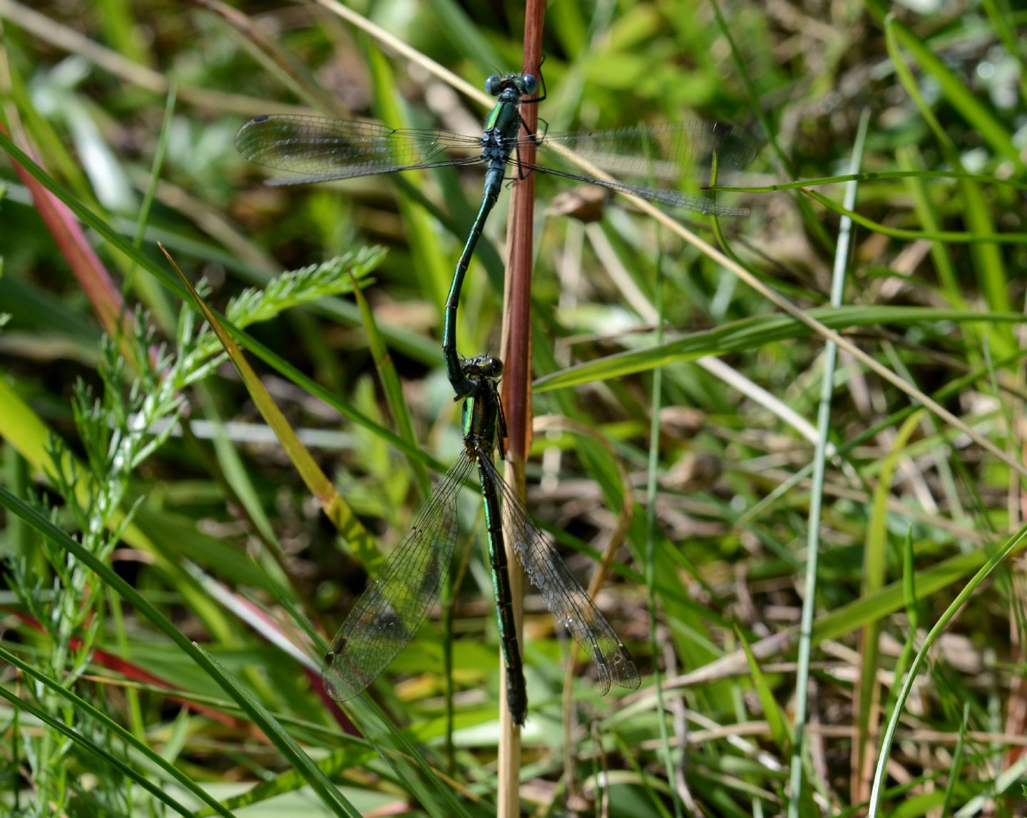 Lestidae da id: Lestes dryas