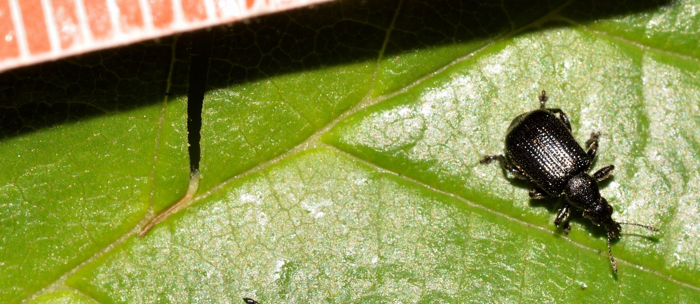 Rhynchitidae : Deporaus betulae