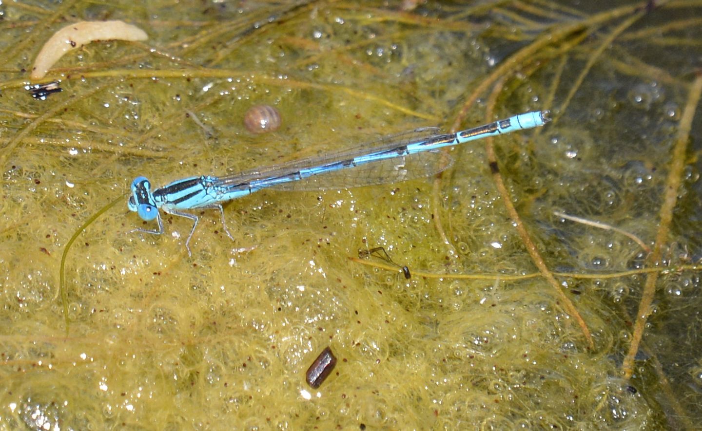 Coenagrionidae sardo - Erythromma lindenii maschio