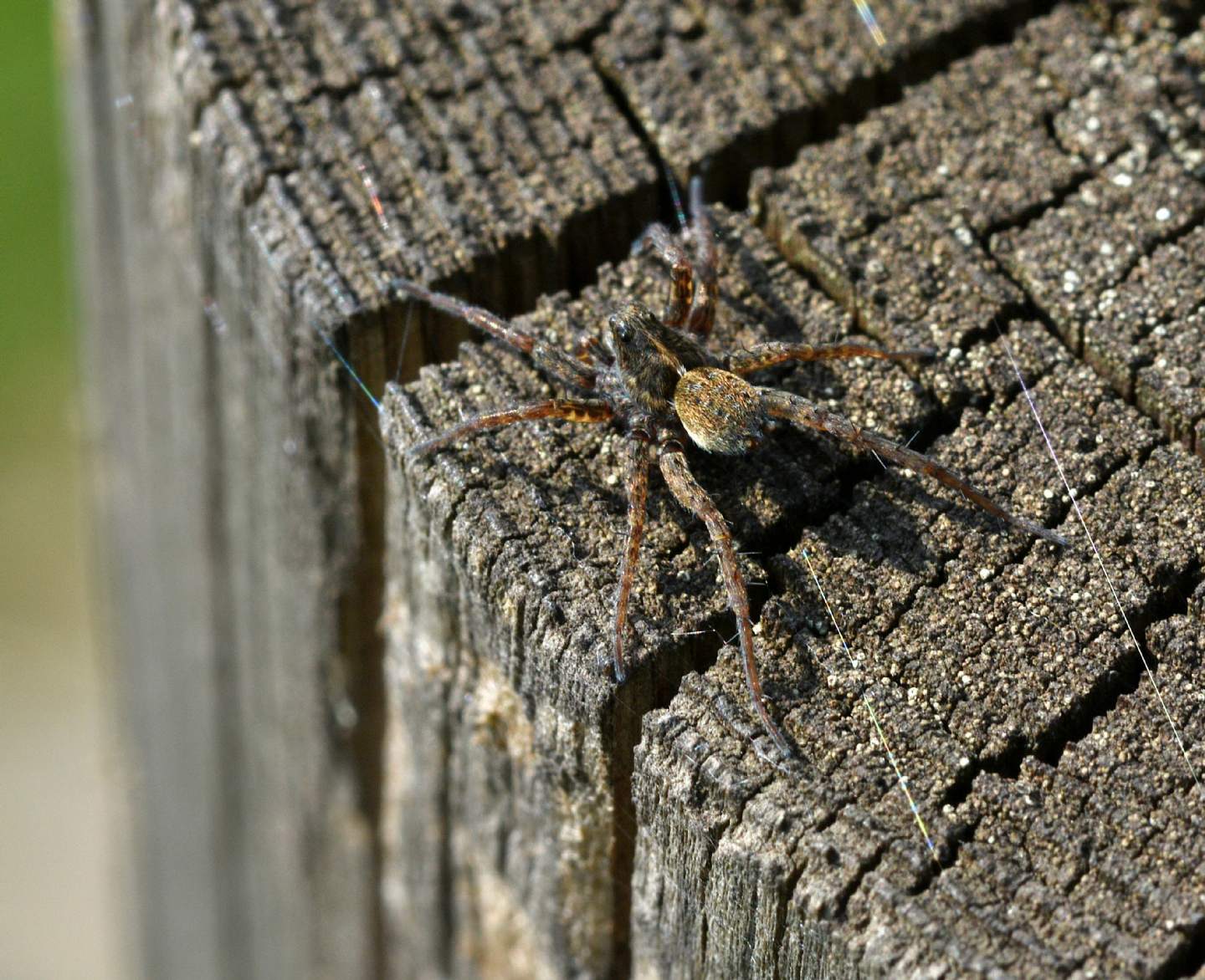 Arctosa sp., Arctosa sp. e Pardosa sp. - Paullo (MI)