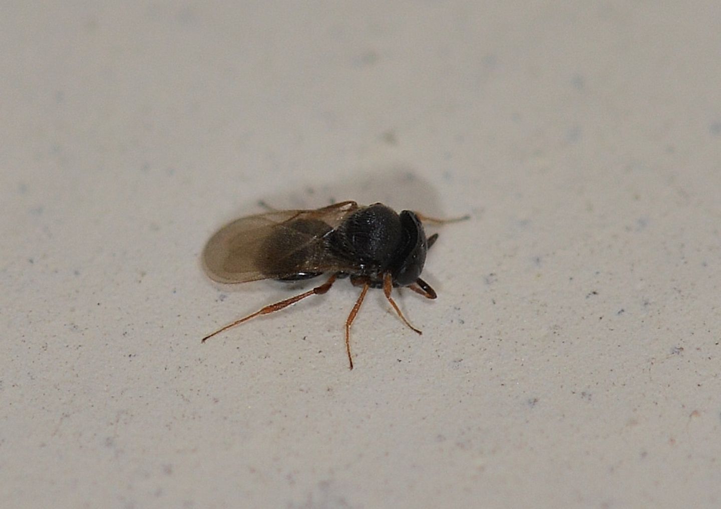 piccolo imenottero:  Pteromalidae Eunotinae: cfr. Scutellista cyanea