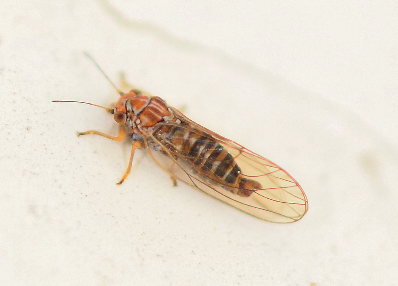 Psyllidae da id