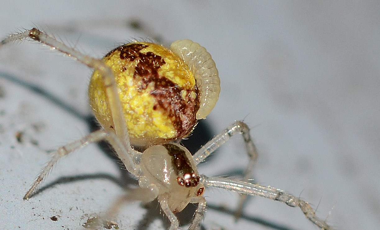 Theridion cfr. varians (parassitato da larva di Ichneumonidae) - Bannio Anzino (VCO)