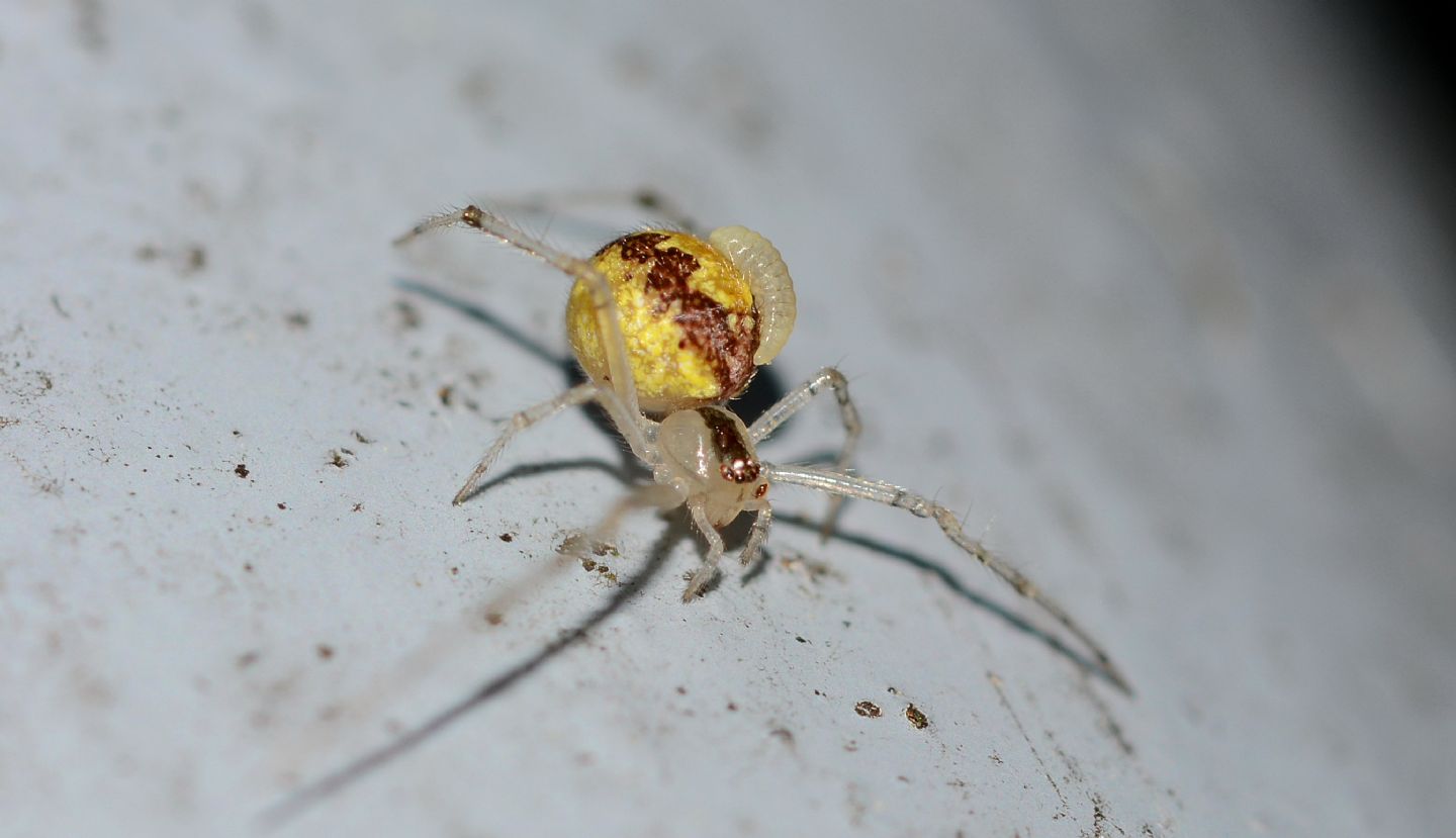 Theridion cfr. varians (parassitato da larva di Ichneumonidae) - Bannio Anzino (VCO)