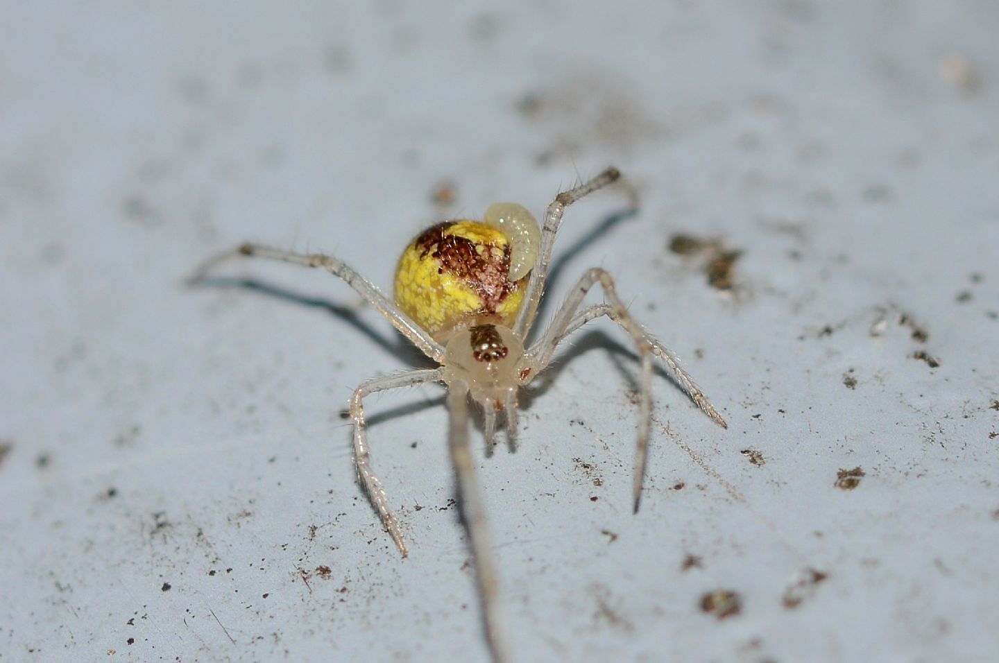 Theridion cfr. varians (parassitato da larva di Ichneumonidae) - Bannio Anzino (VCO)