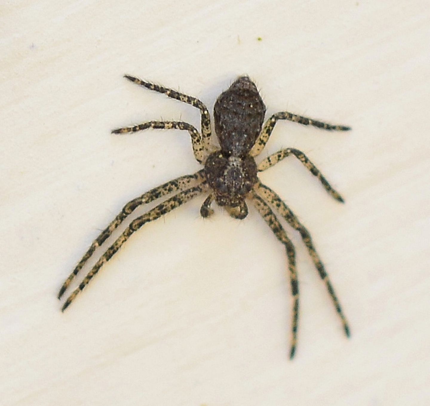 Philodromidae ?  S,  Philodromus cfr. margaritatus - Bannio Anzino (VCO)