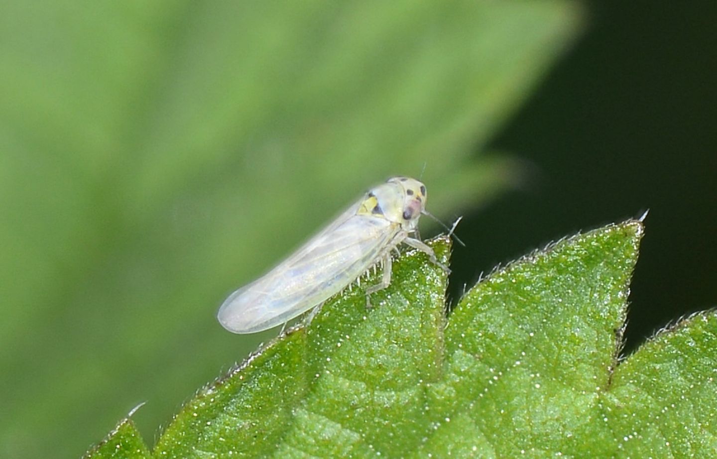 Cicadellidae chiaro:  Macrosteles sp.