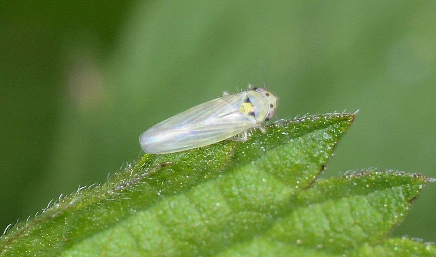 Cicadellidae chiaro:  Macrosteles sp.