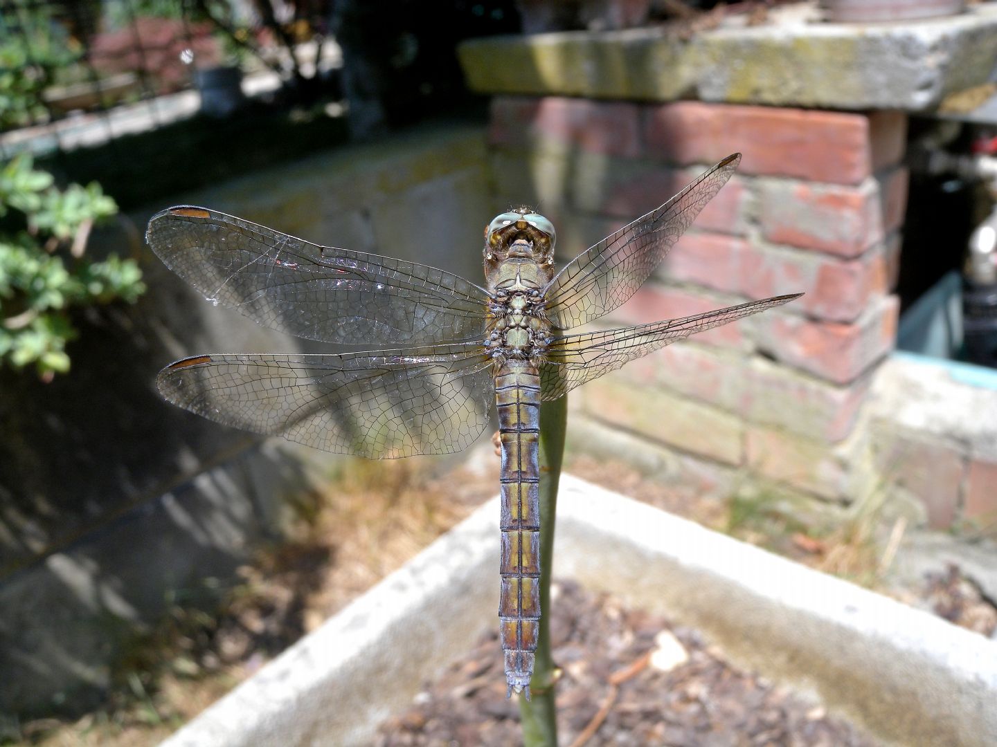 Orthetrum coerulescens femmina