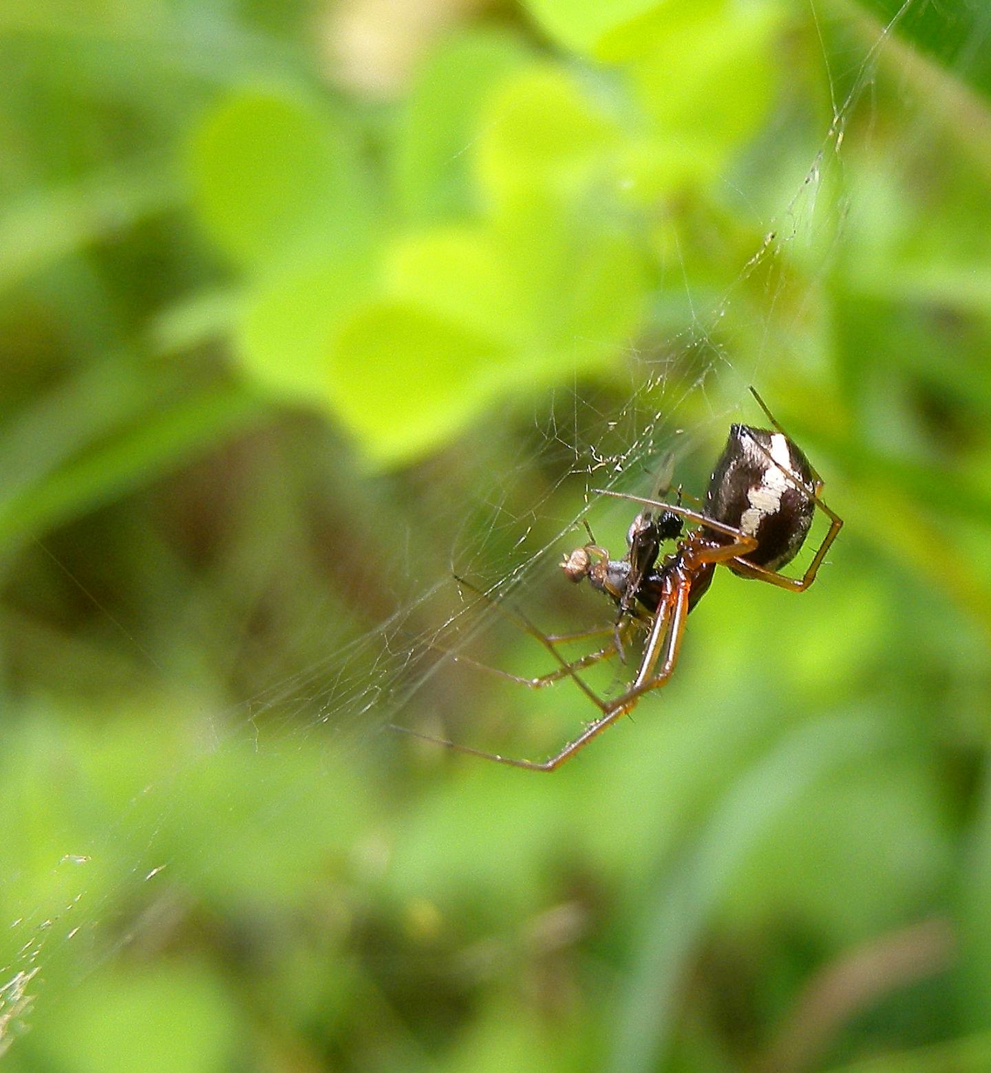 Linyphia hortensis, femmina - Bannio Anzino (VCO)