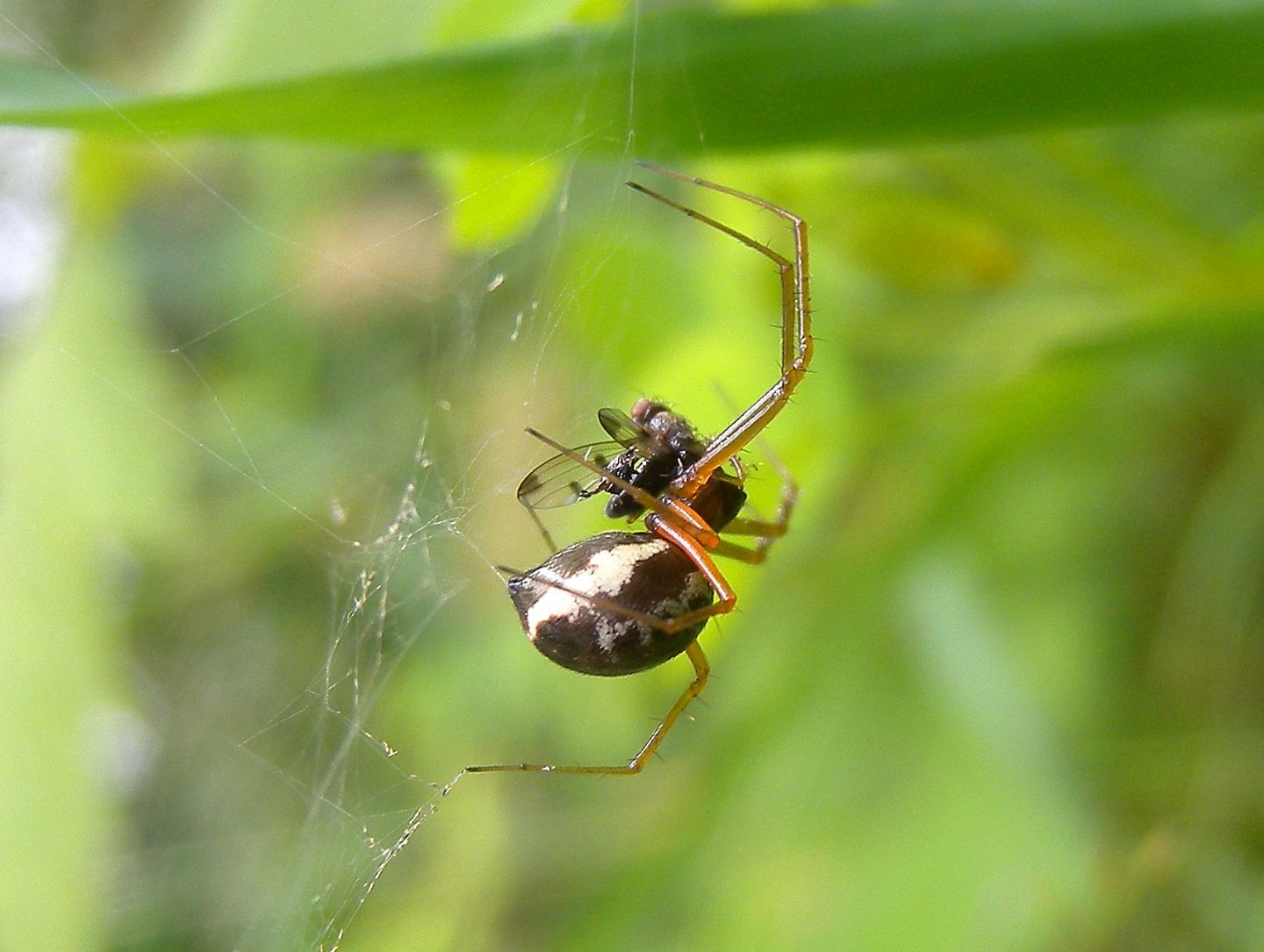 Linyphia hortensis, femmina - Bannio Anzino (VCO)