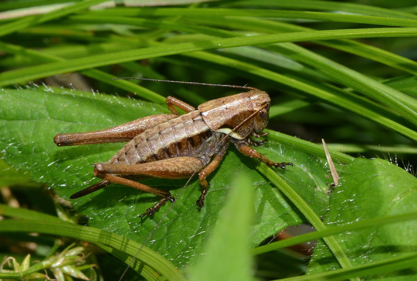 Tettigoniidae: Pholidoptera aptera, giovane femmina