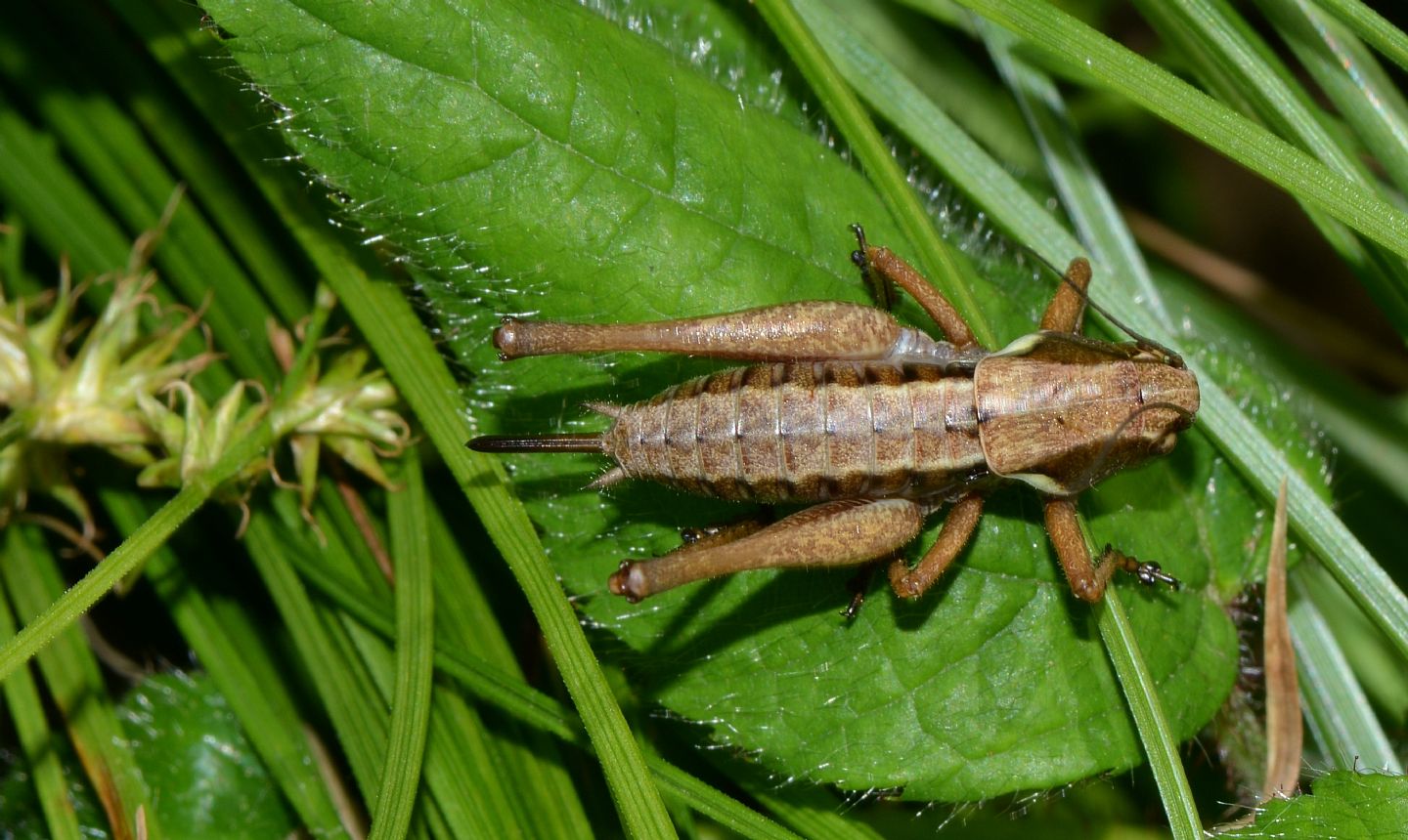 Tettigoniidae: Pholidoptera aptera, giovane femmina