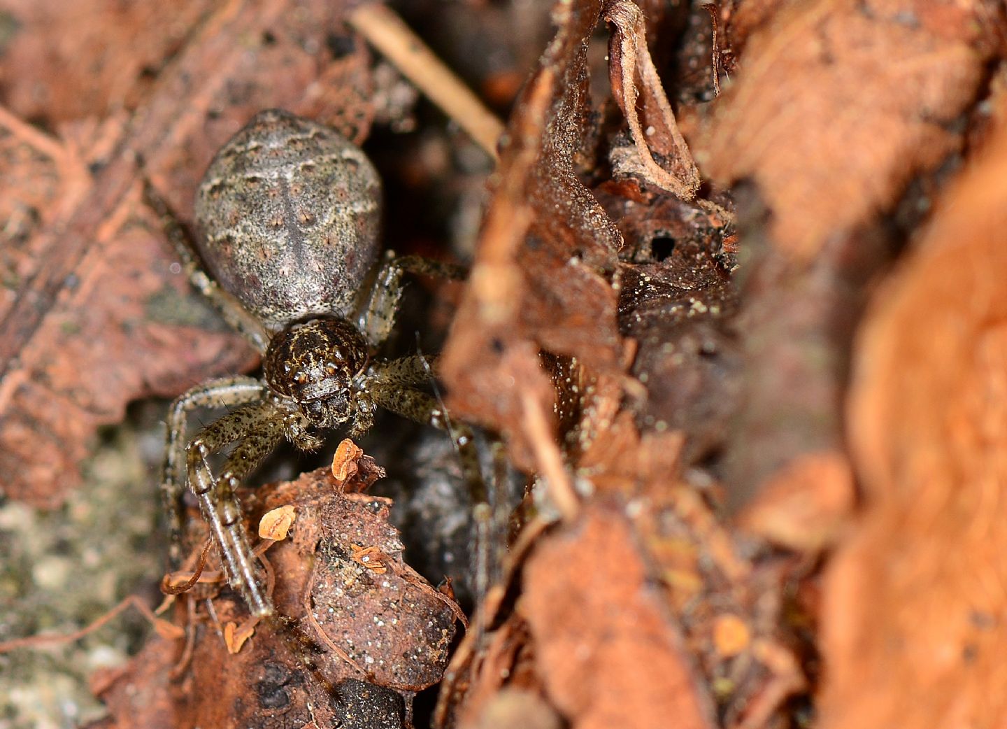 Tmarus sp. - Bannio Anzino (VCO)