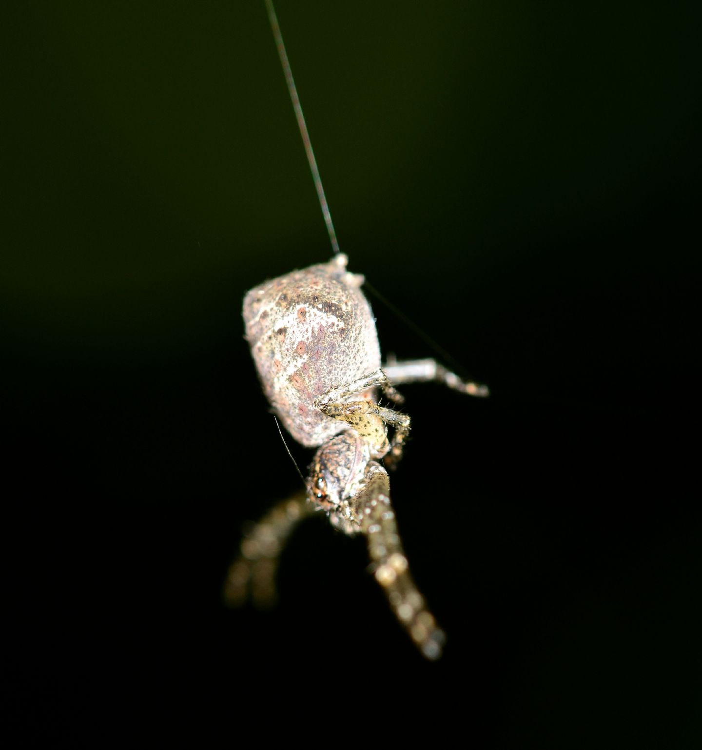 Tmarus sp. - Bannio Anzino (VCO)