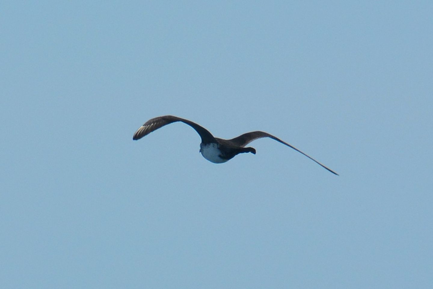 dal traghetto: Stercorario mezzano  (Stercorarius pomarinus)