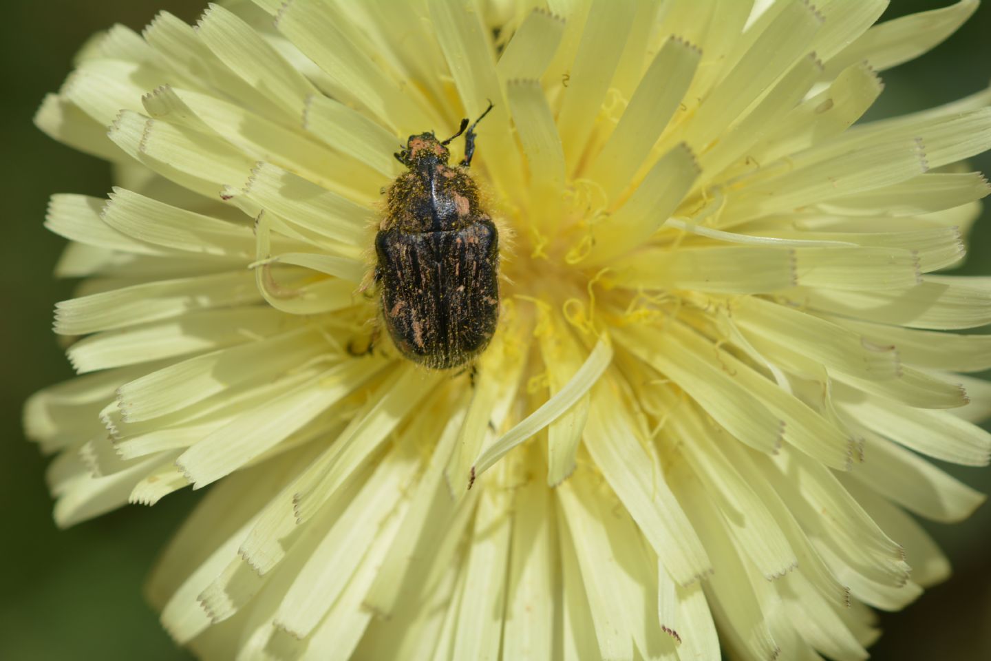 Cetoniidae: Tropinota cfr. hirta