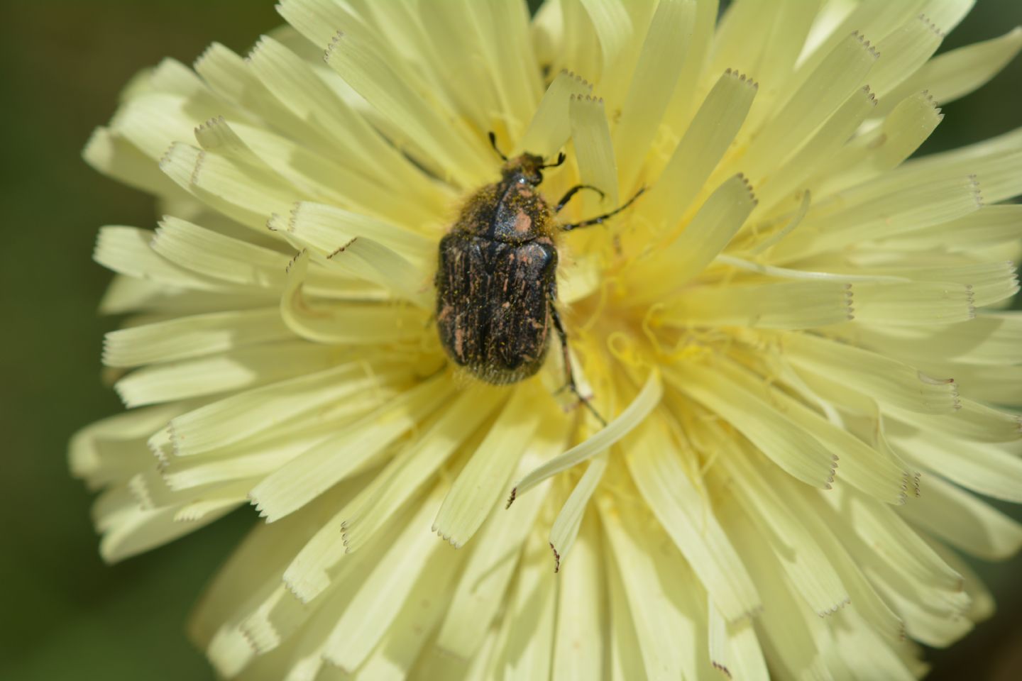 Cetoniidae: Tropinota cfr. hirta