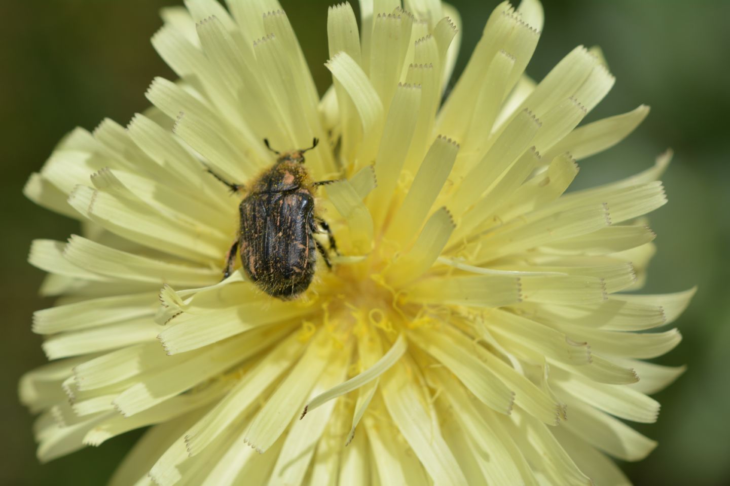 Cetoniidae: Tropinota cfr. hirta