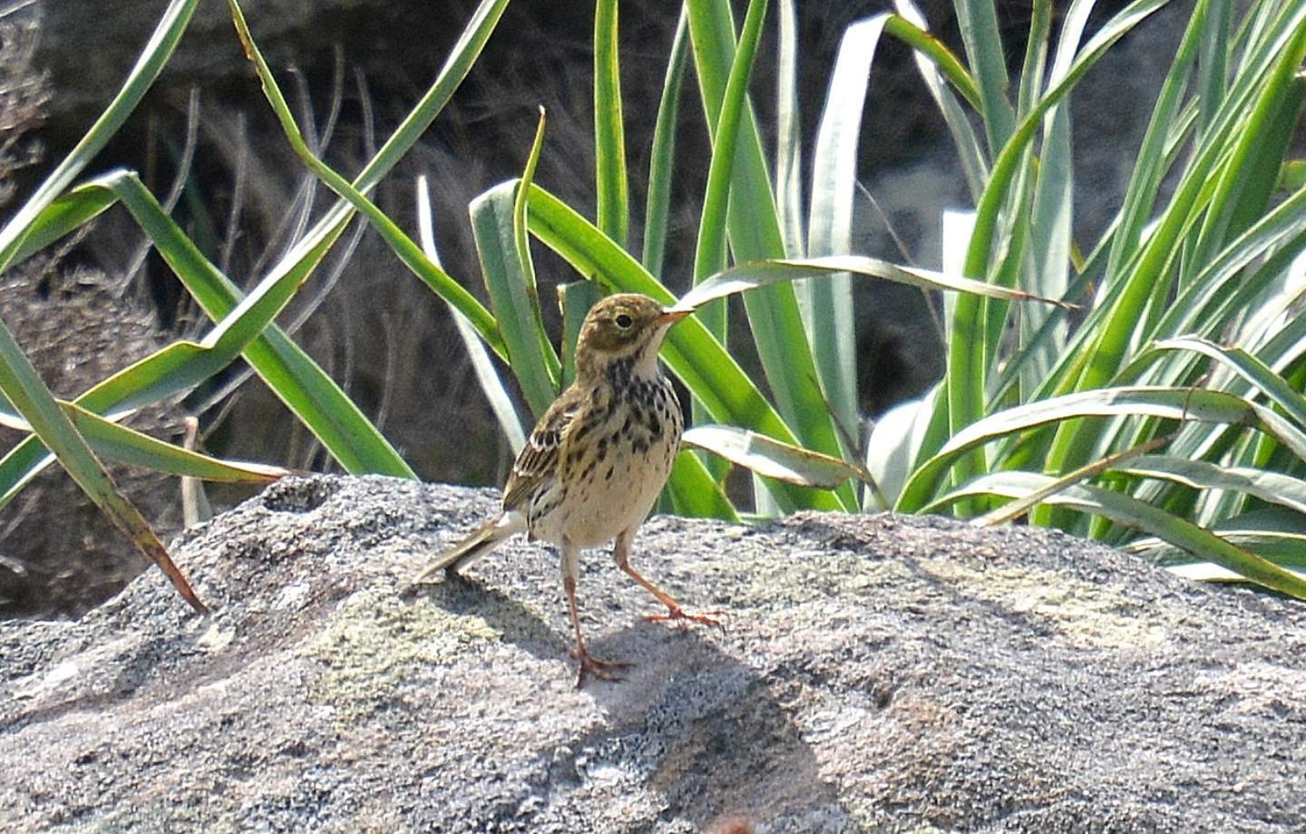 Pispola ? Pispola (Anthus pratensis) e Prispolone (Anthus trivialis)