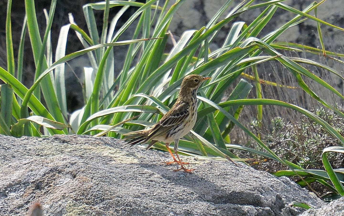 Pispola ? Pispola (Anthus pratensis) e Prispolone (Anthus trivialis)