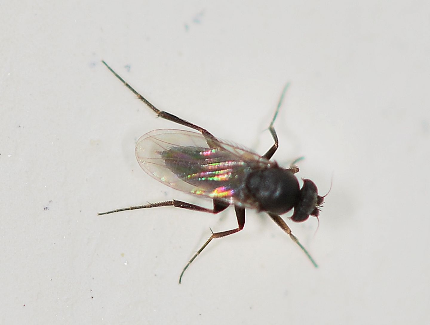 Phoridae ? S.