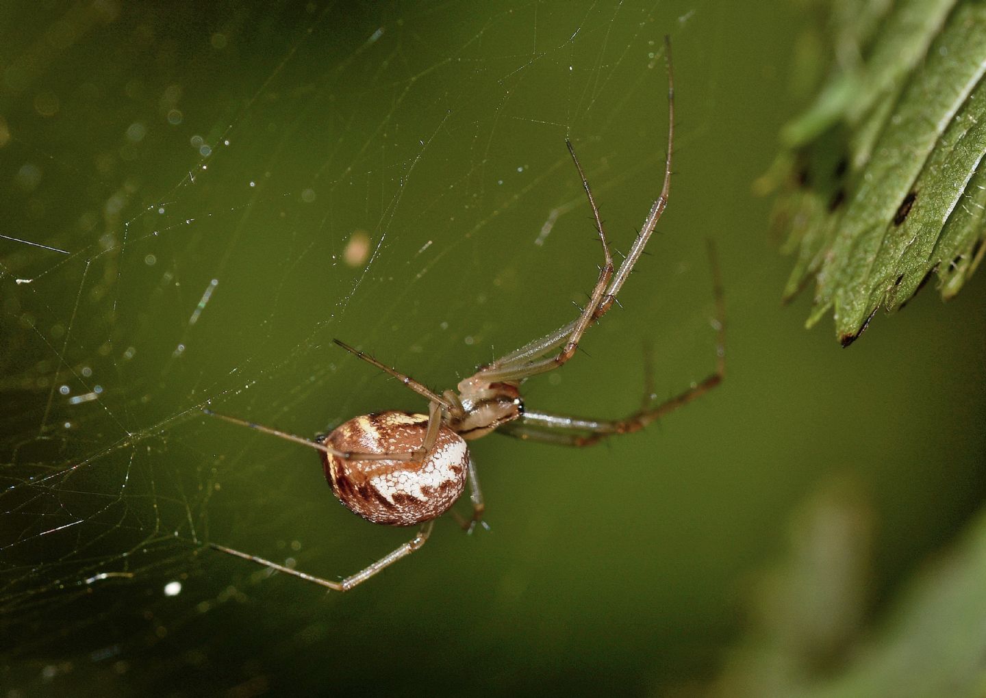 Linyphia sp. - Bannio Anzino (VCO)