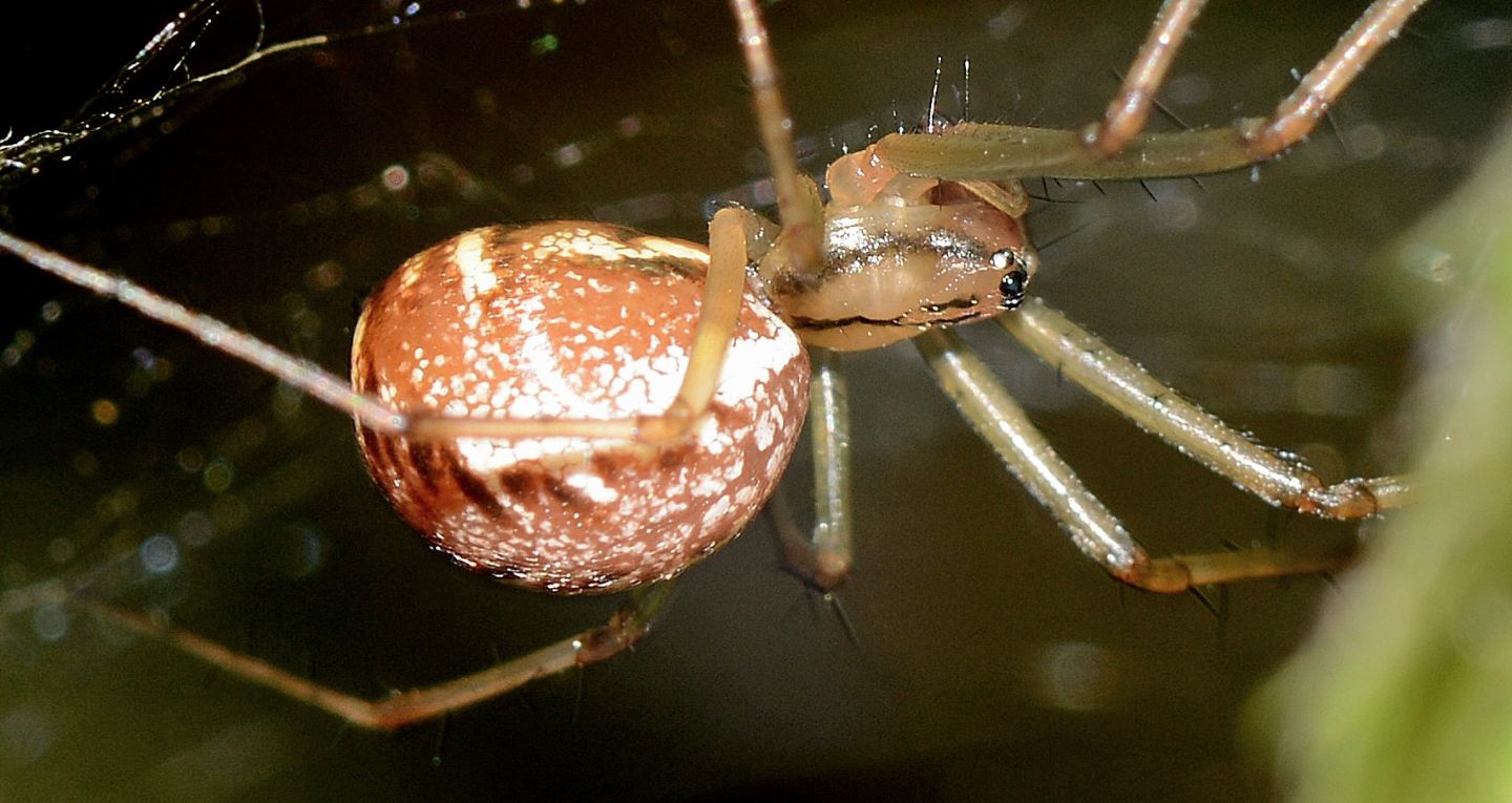 Linyphia sp. - Bannio Anzino (VCO)