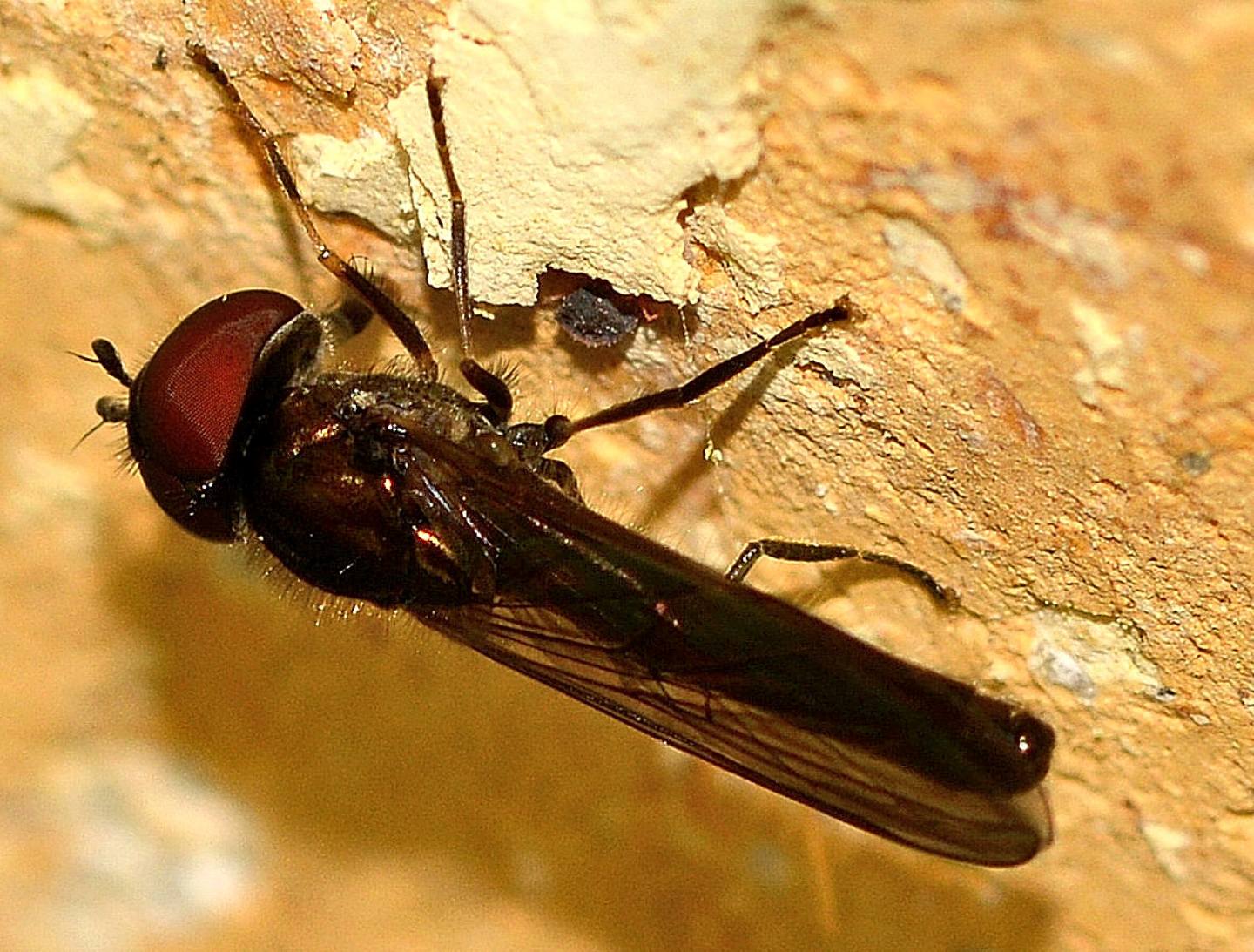 Syrphidae ?  Sì, Melanostoma sp., maschio