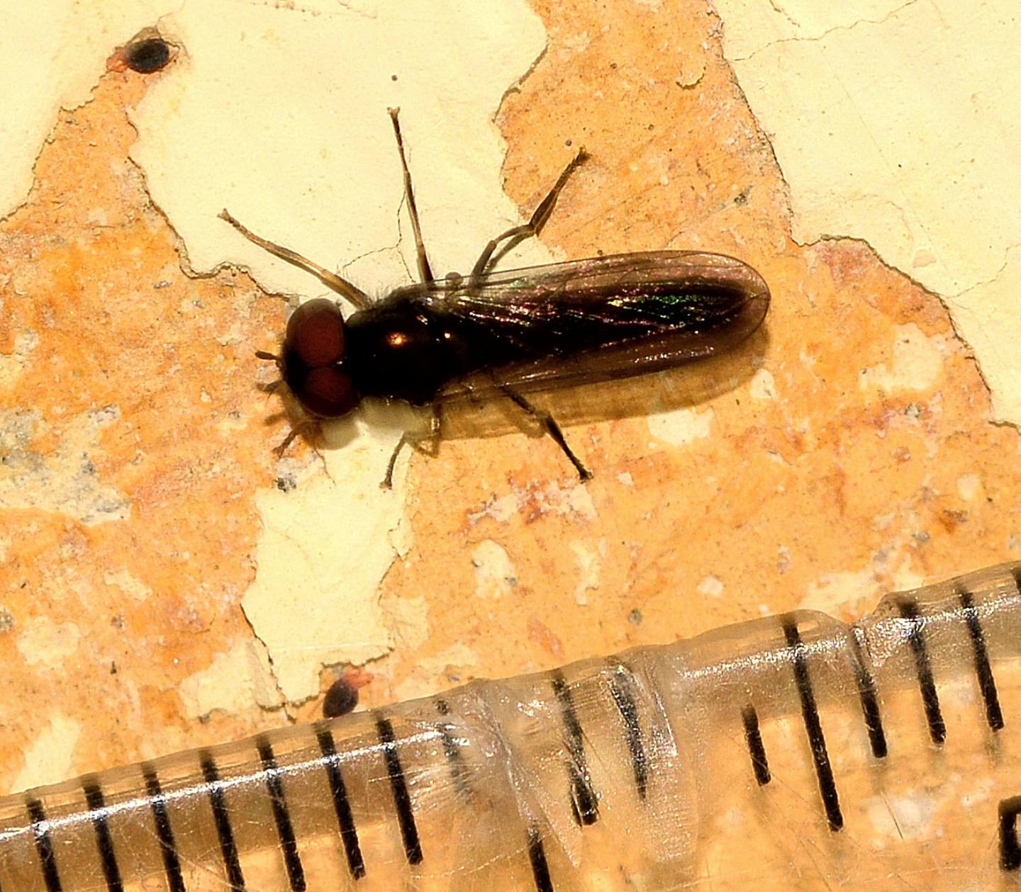 Syrphidae ?  Sì, Melanostoma sp., maschio