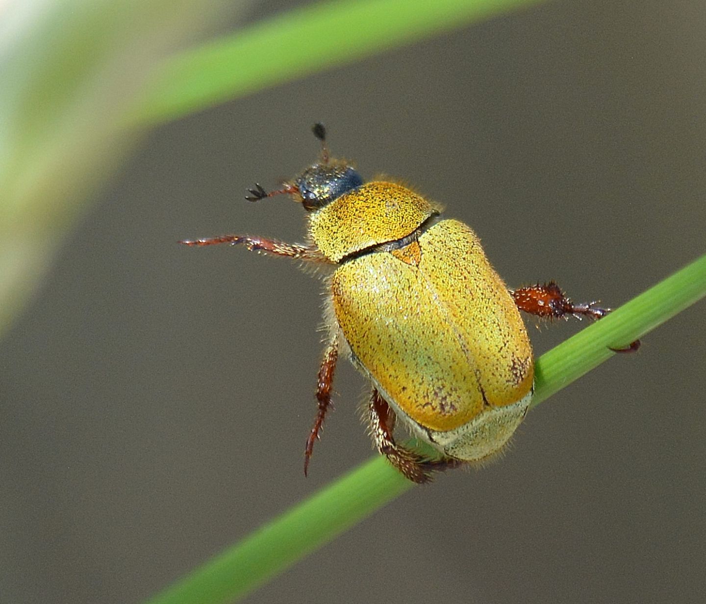 Rutelidae: Hoplia maremmana (cfr.)