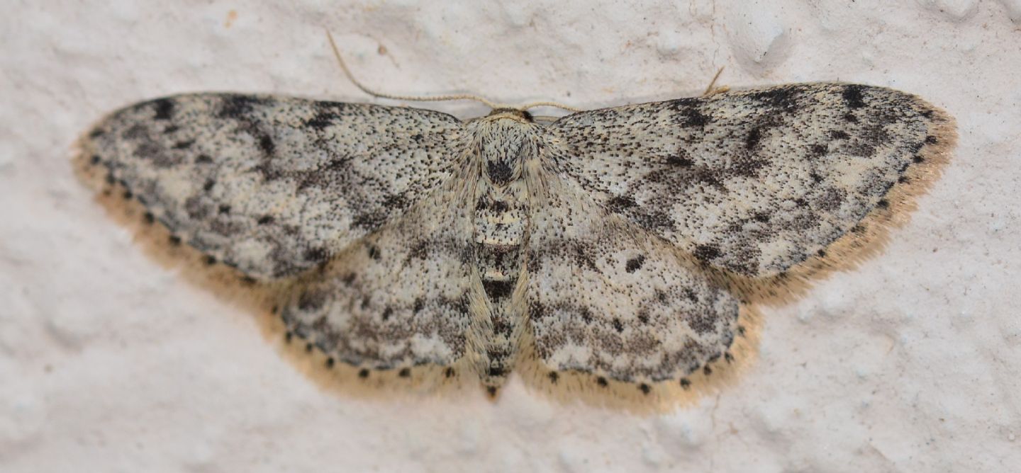 Geometridae incerto