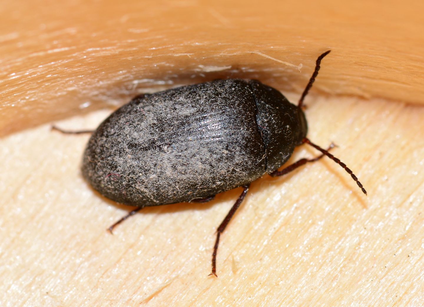 Tenebrionidae Alleculinae: Prionychus sp, (ater (cfr.))