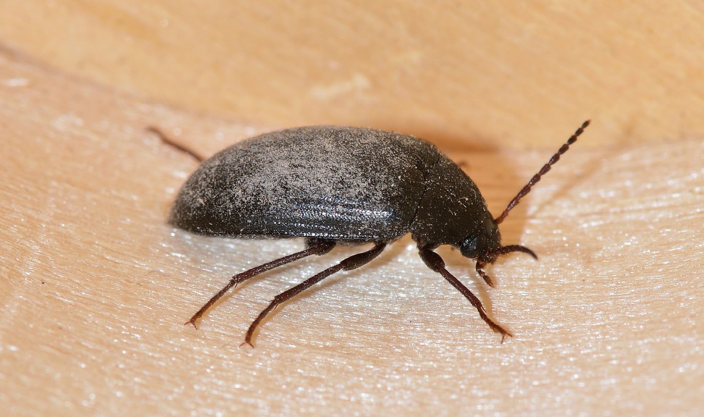 Tenebrionidae Alleculinae: Prionychus sp, (ater (cfr.))