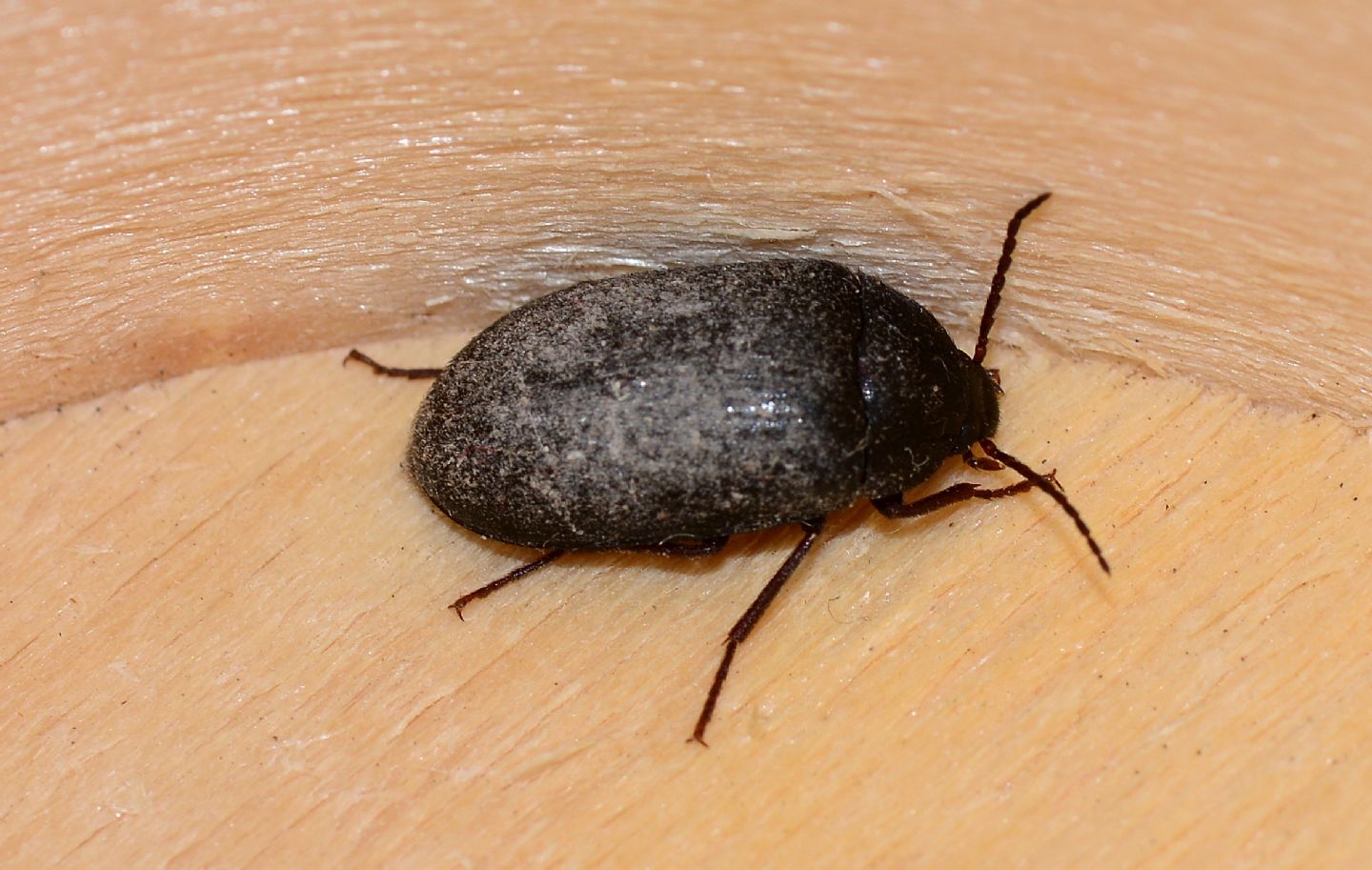 Tenebrionidae Alleculinae: Prionychus sp, (ater (cfr.))