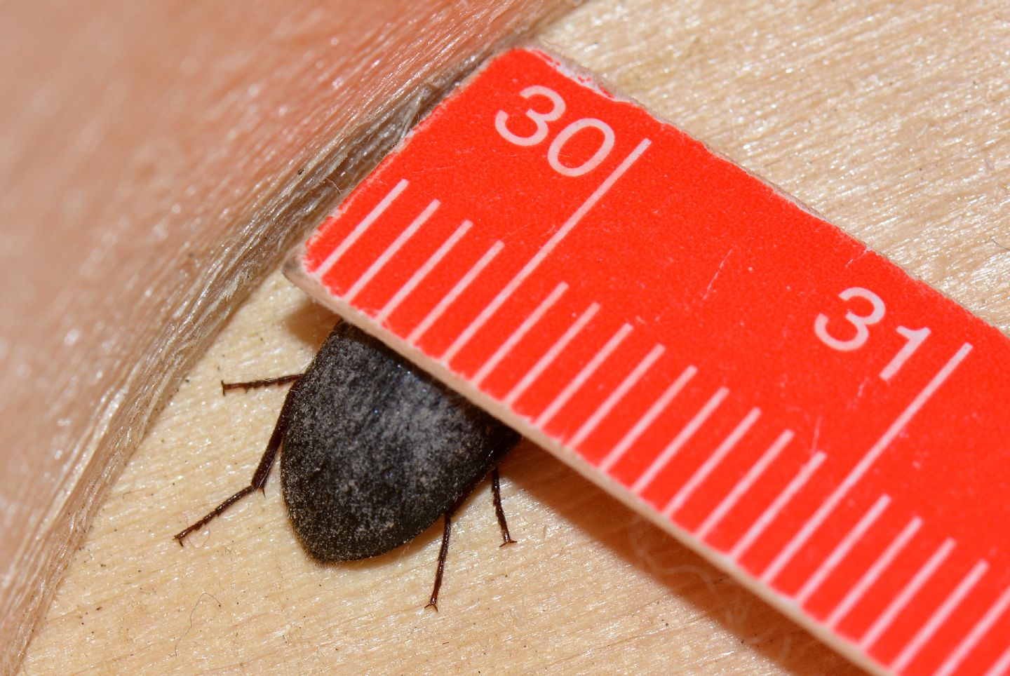 Tenebrionidae Alleculinae: Prionychus sp, (ater (cfr.))