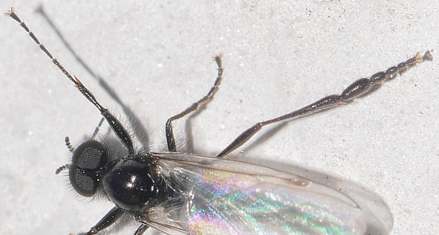 Bibionidae: Bibio clavipes, maschio