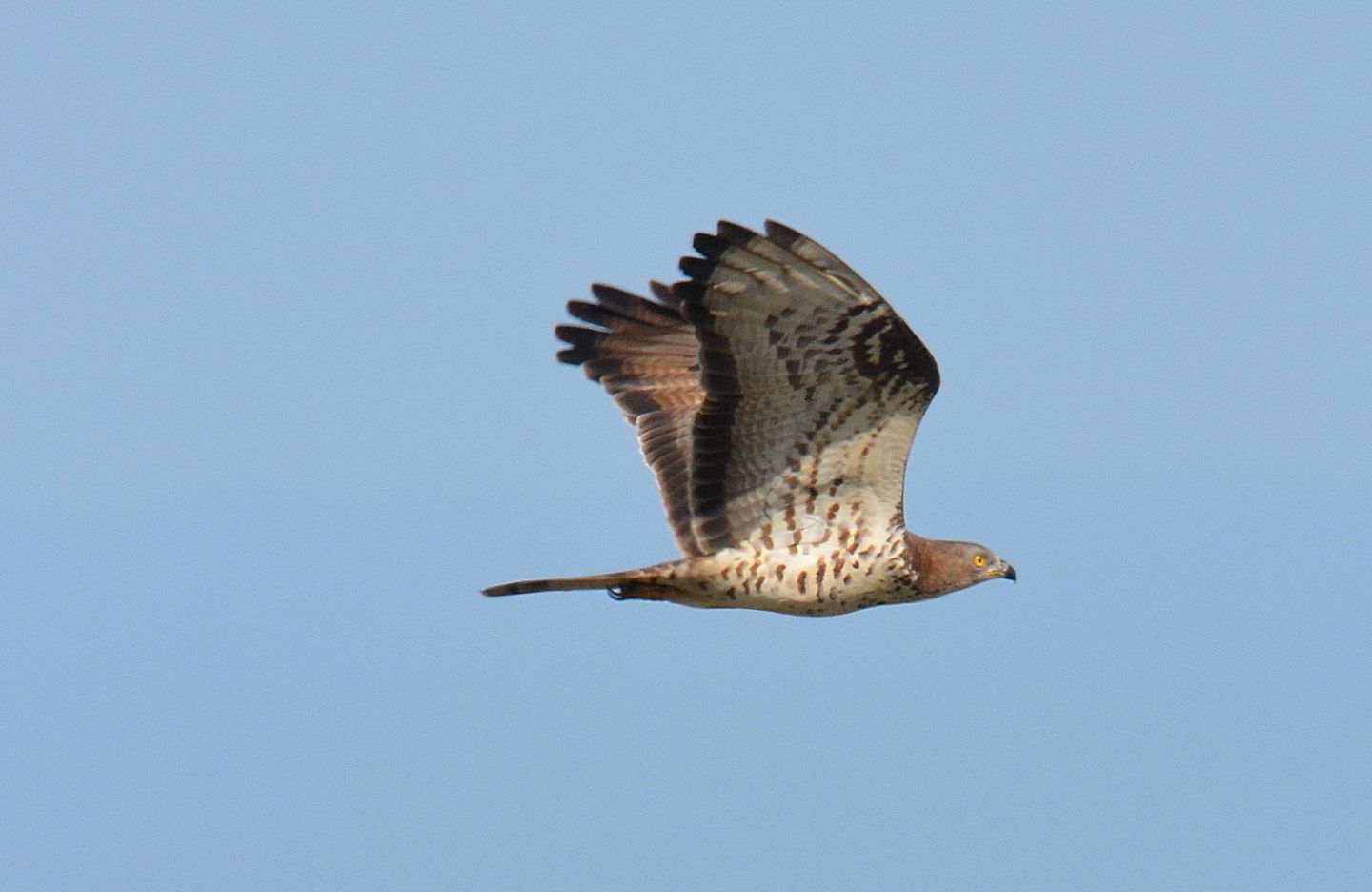 Falco Pecchiaiolo (Pernis apivorus), maschio