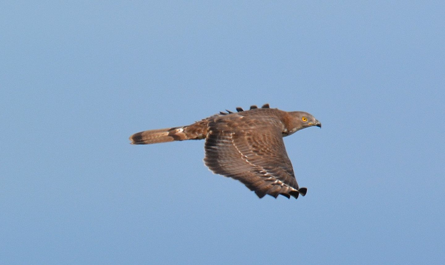 Falco Pecchiaiolo (Pernis apivorus), maschio