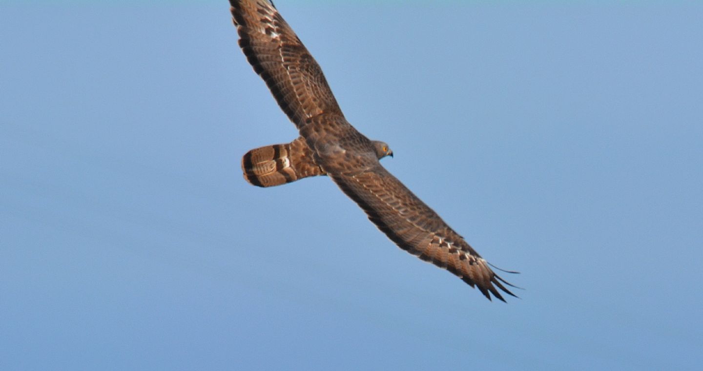 Falco Pecchiaiolo (Pernis apivorus), maschio
