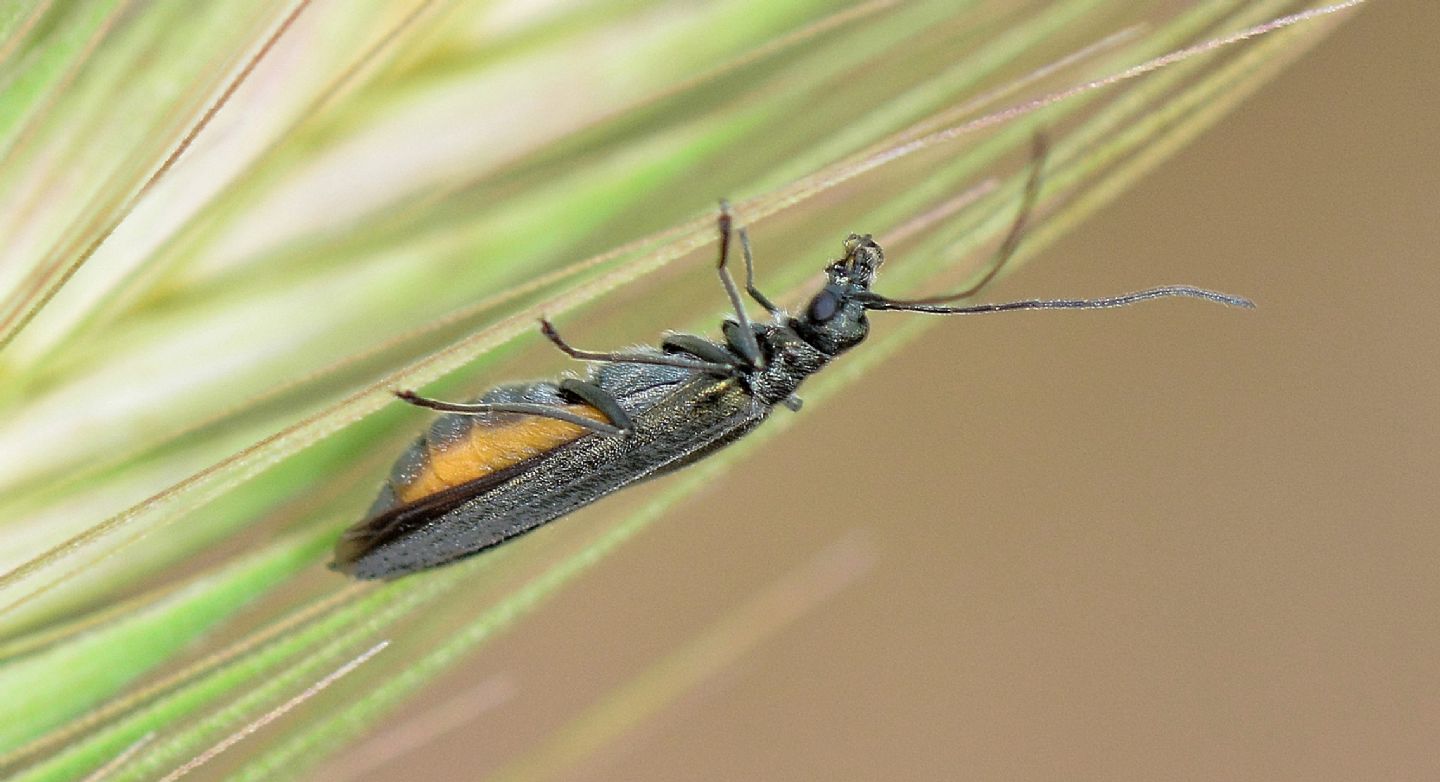 Oedemeridae: Oedemera crassipes, femmina (cfr.)