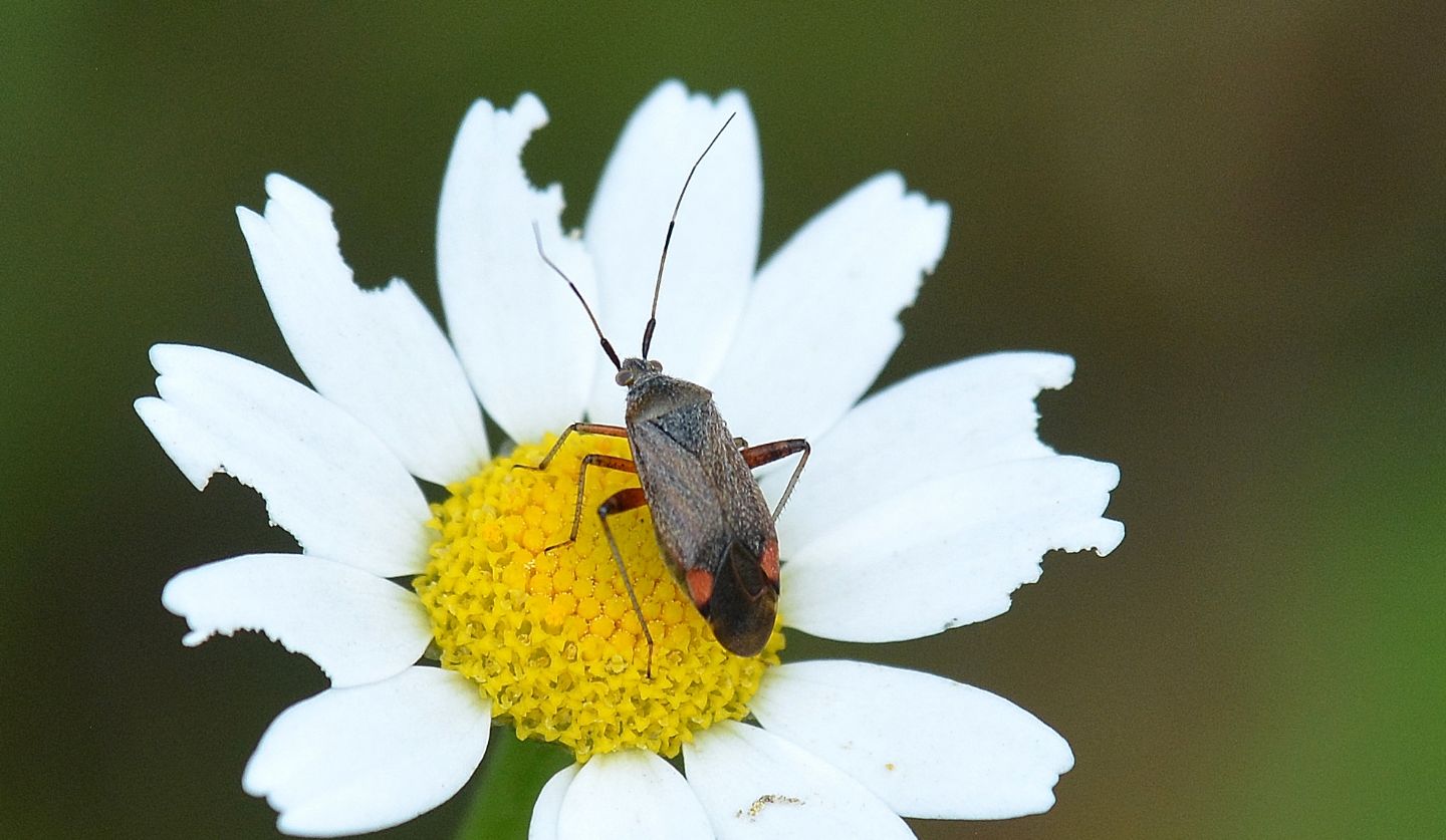 Miridae: Closterotomus annulus