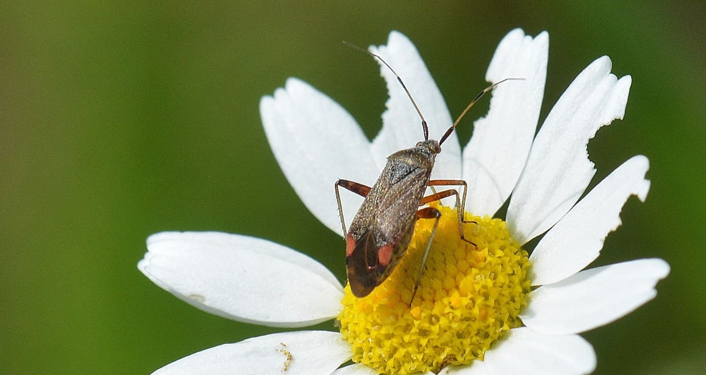 Miridae: Closterotomus annulus