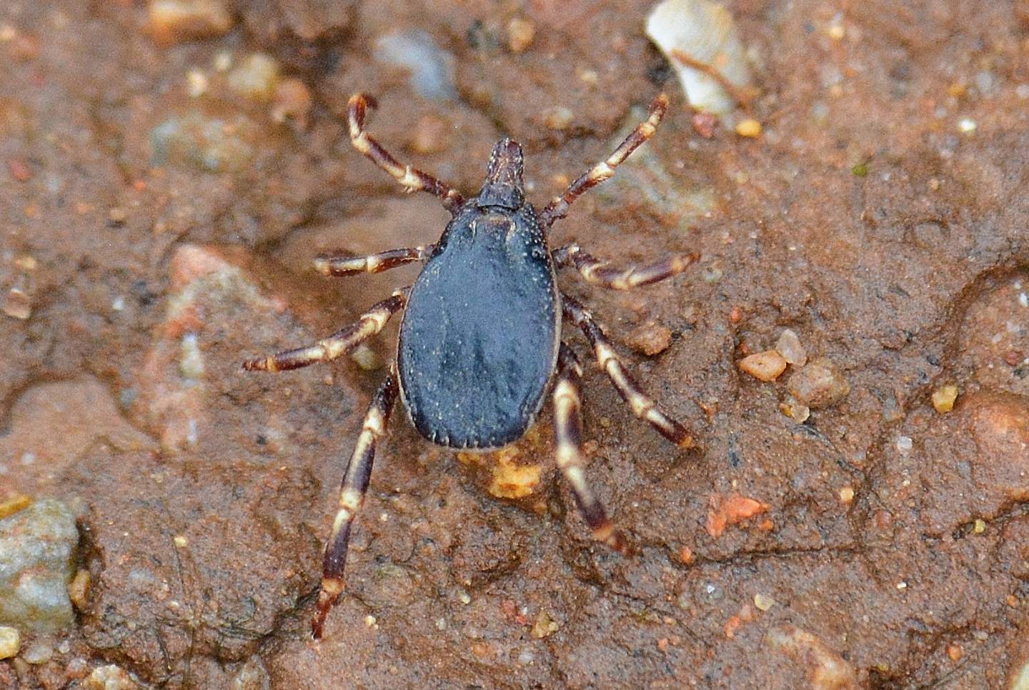 Che zecca  ?   Ixodida  Ixodidae: Hyalomma sp.