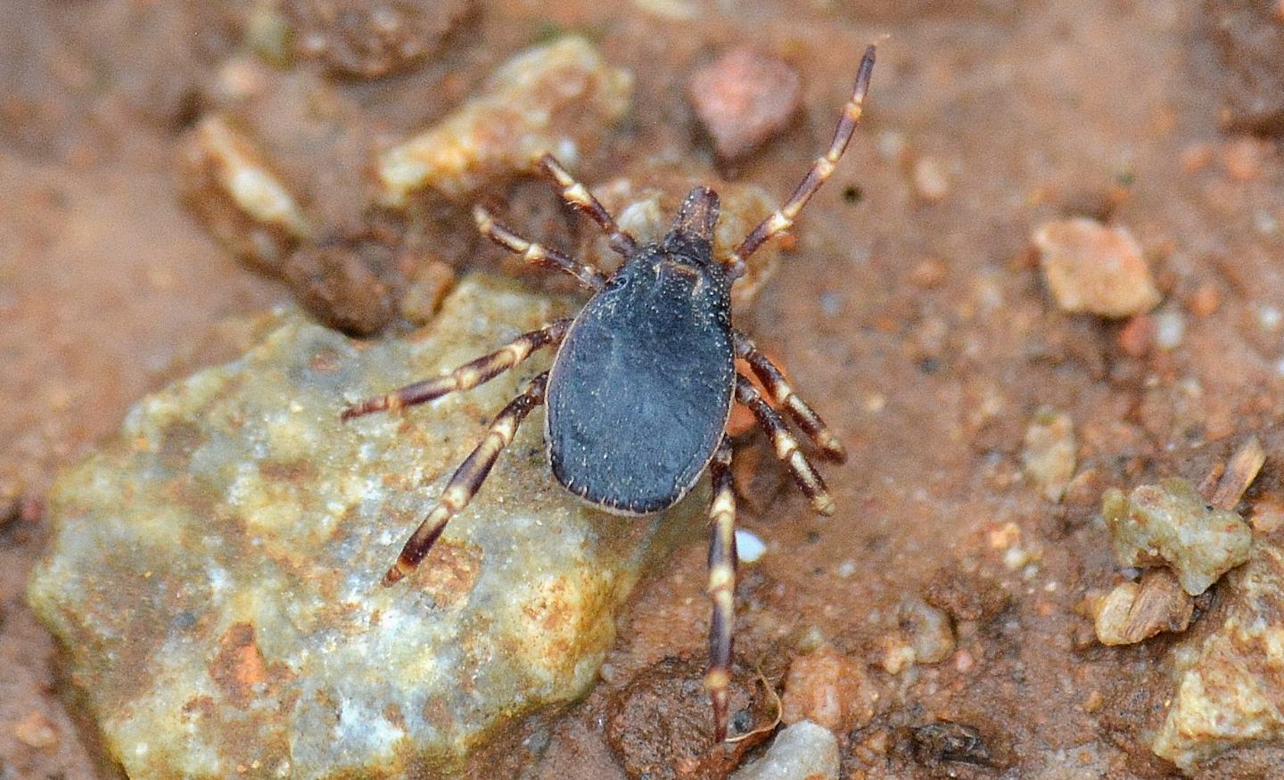 Che zecca  ?   Ixodida  Ixodidae: Hyalomma sp.