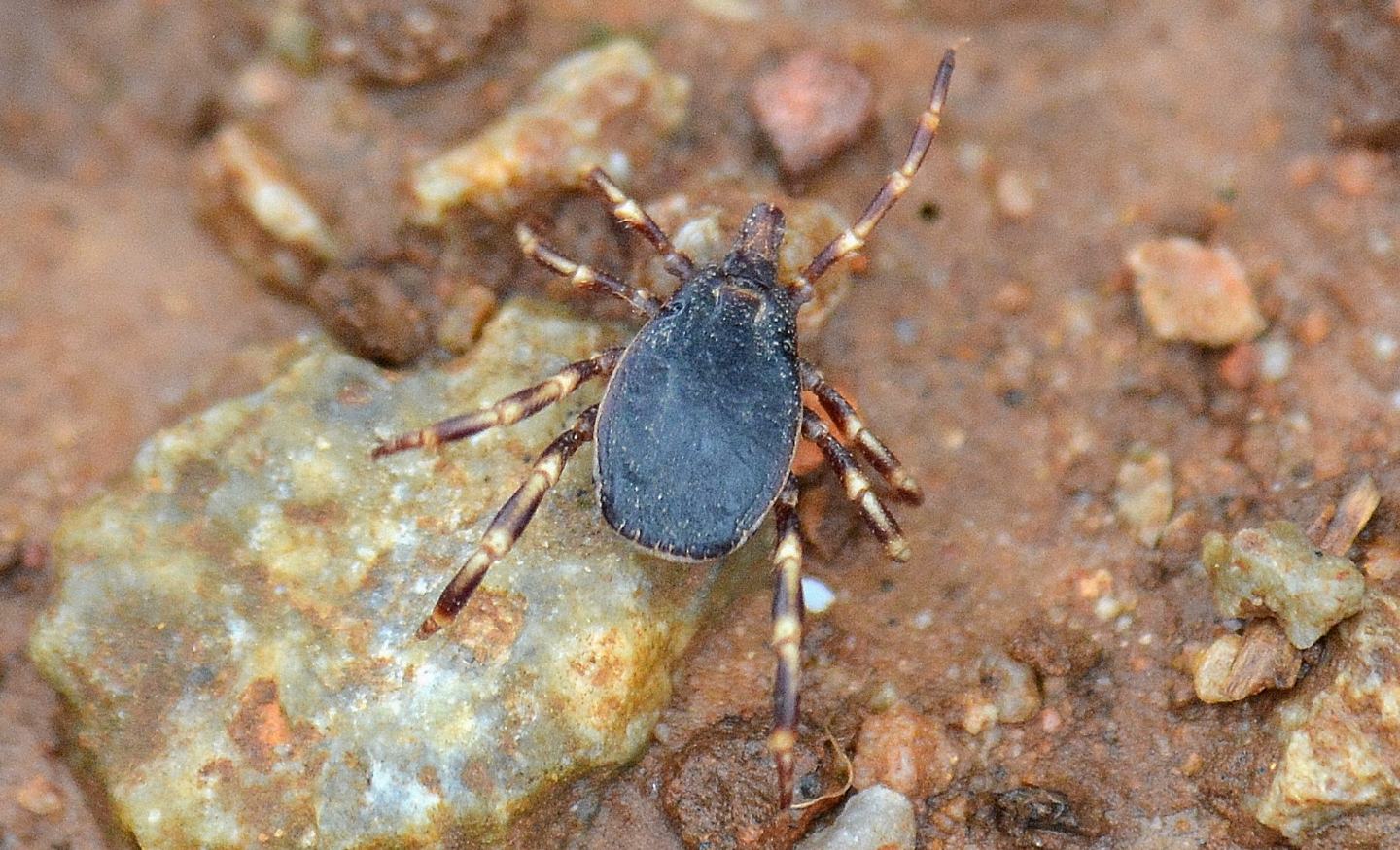 Che zecca  ?   Ixodida  Ixodidae: Hyalomma sp.