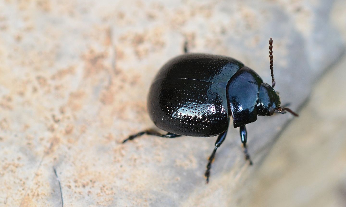 forse Chrysolina? S, C. haemoptera