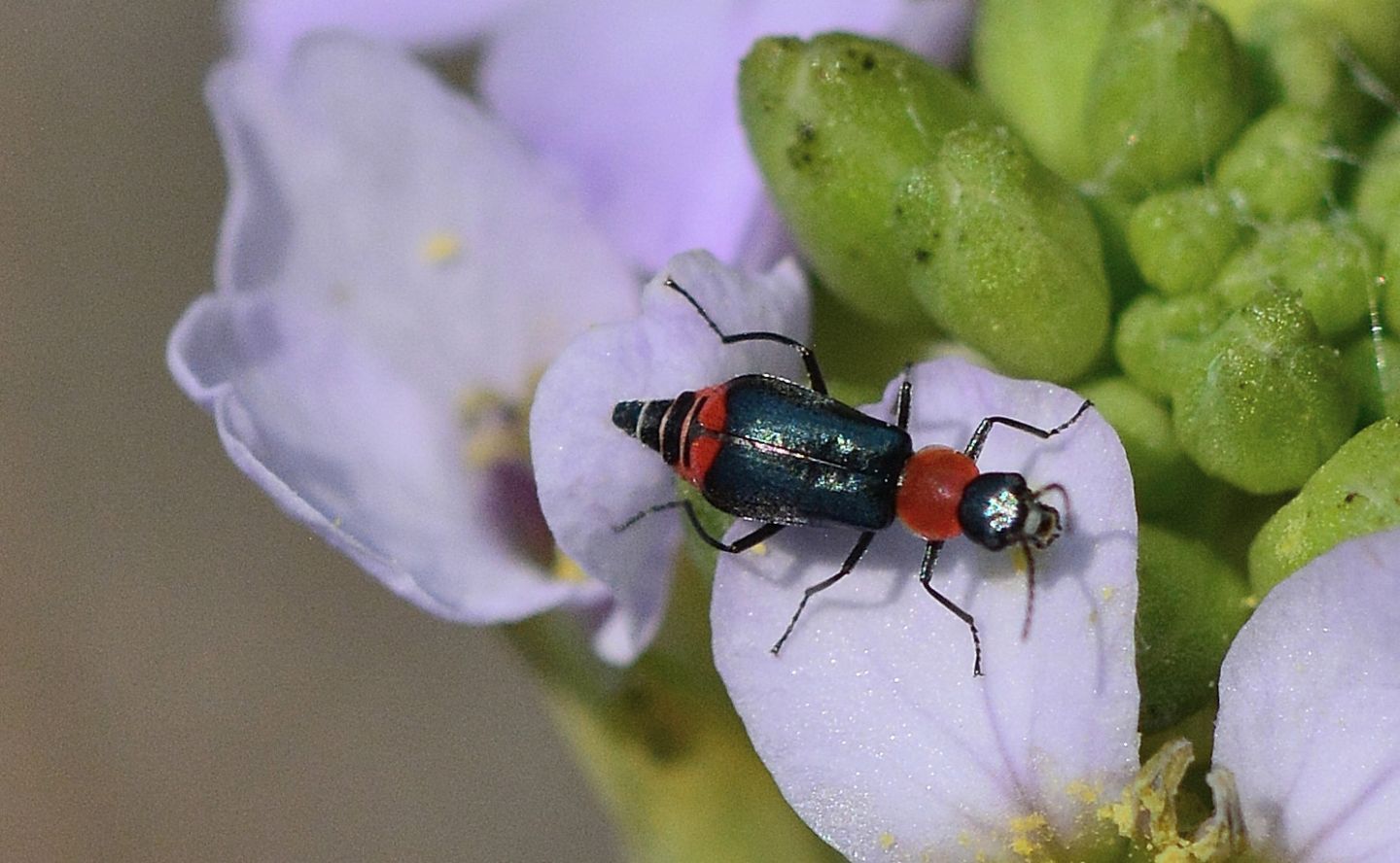 Malachiidae: Axinotarsus sp. e Clanoptilus spinipennis, femmine